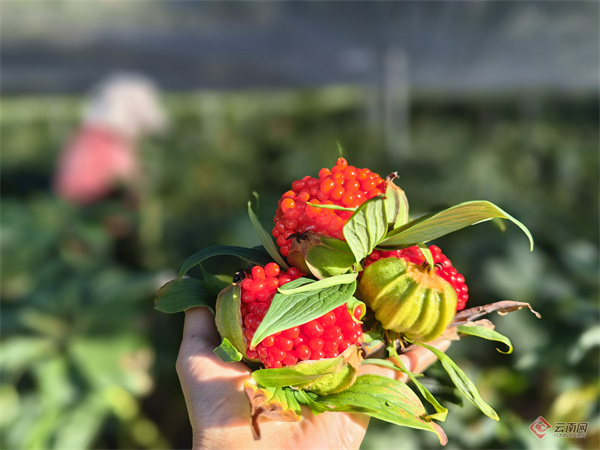 Technology for the cultivation of heavy buildings in high altitudes