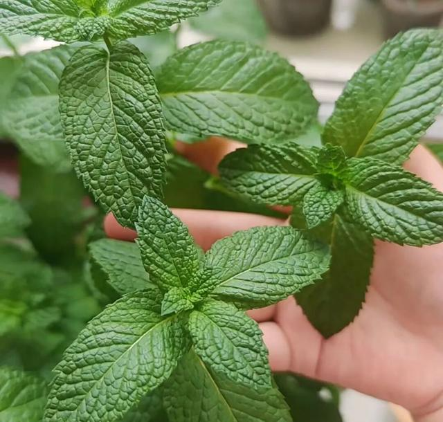 种植高经济价值植物