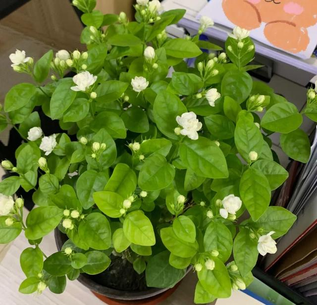 种植高经济价值植物