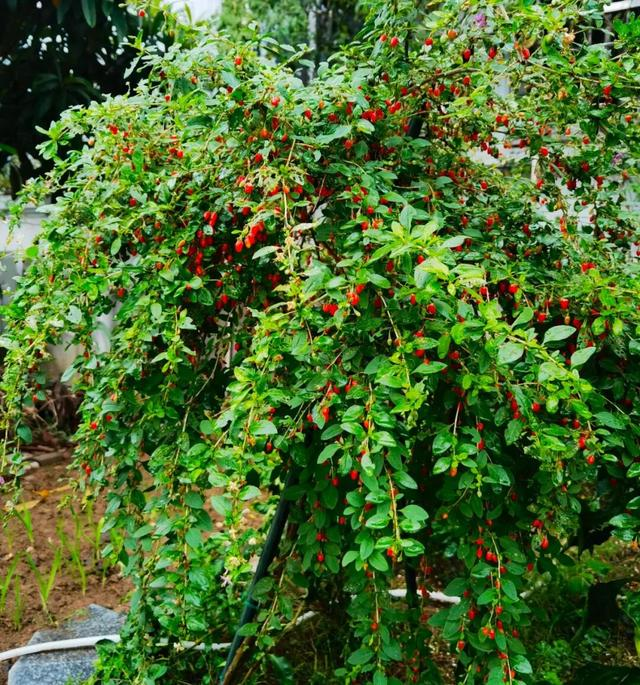 种植高经济价值植物