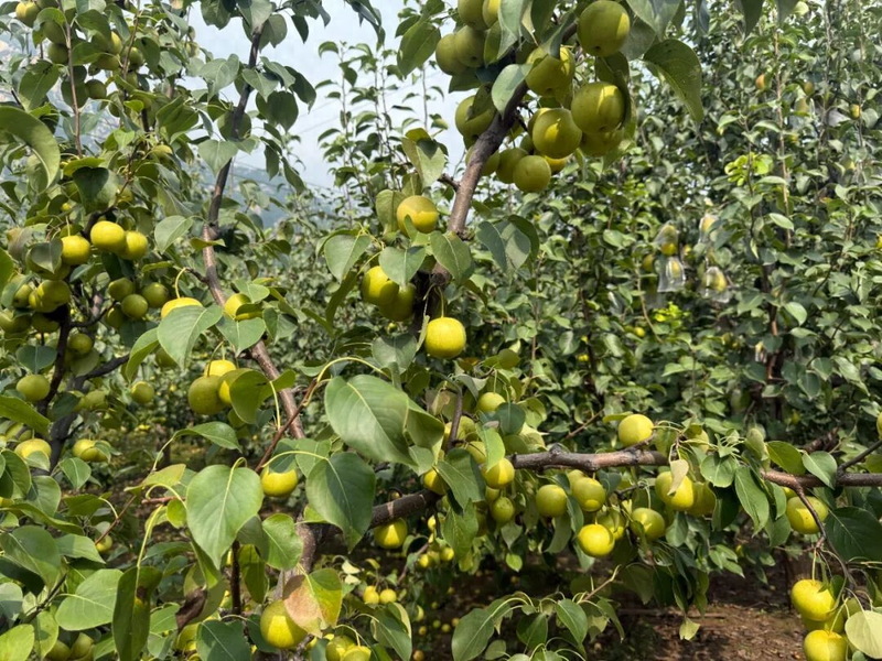 适合北京种植的果树