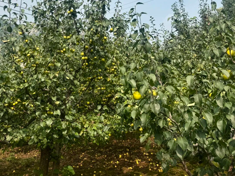 适合北京种植的果树