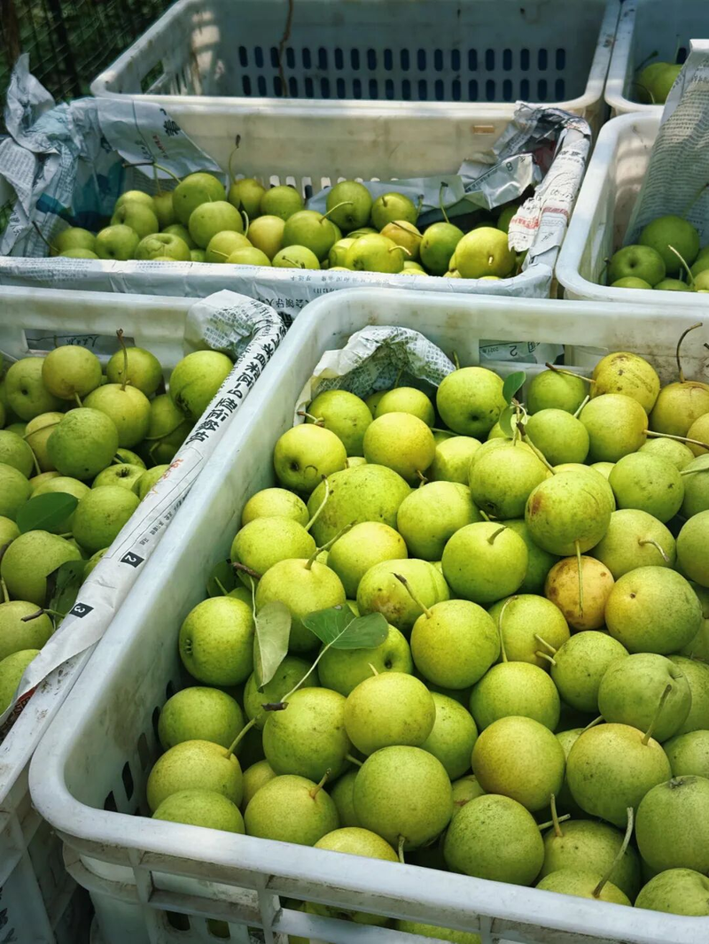 适合北京种植的果树