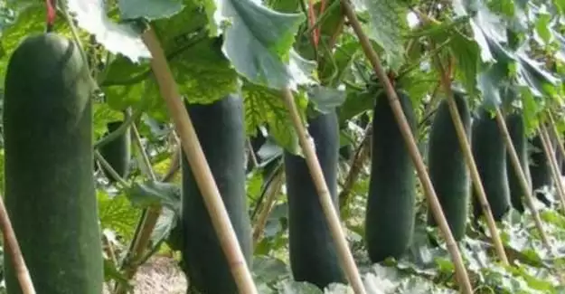 冬瓜种植技术视频