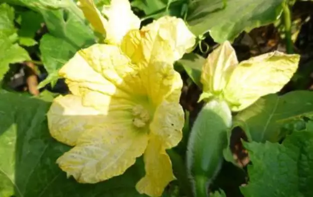 冬瓜种植技术视频