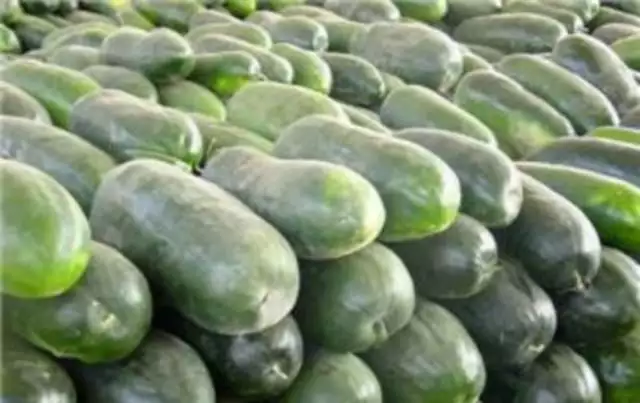 冬瓜种植技术视频