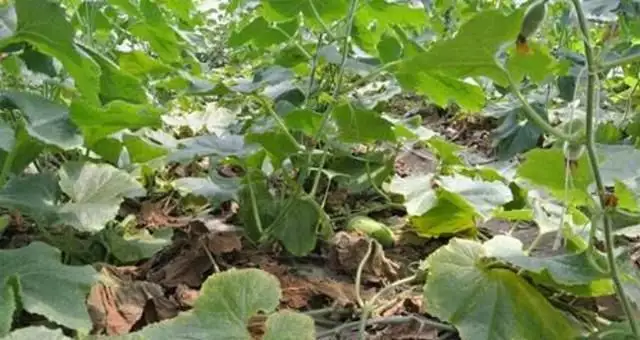 冬瓜种植技术视频