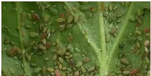 冬瓜种植技术视频