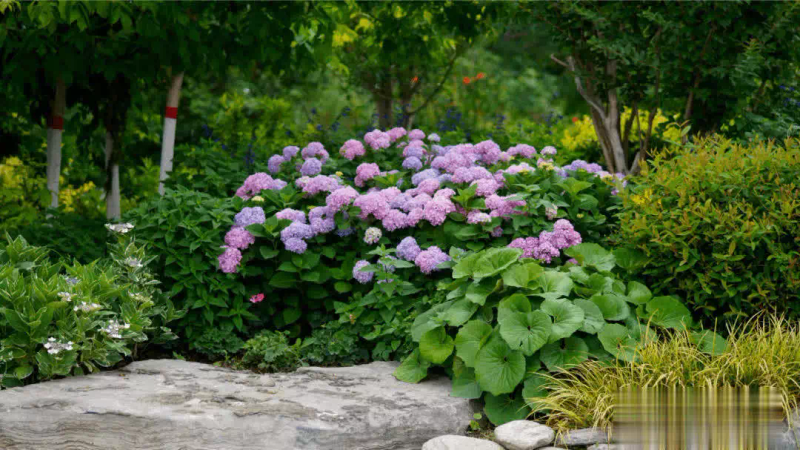 Goldfish grass cultivation methods