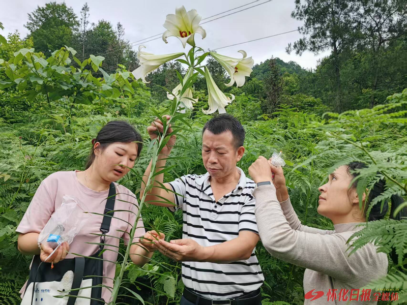 中药材种植技术研究所