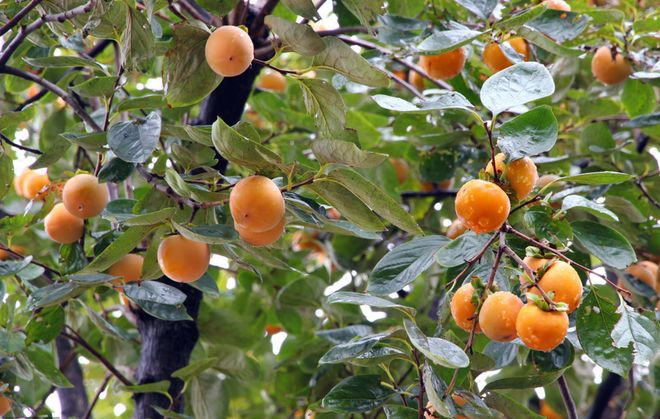 Black-tree planting techniques