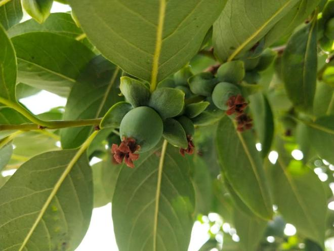 Black-tree planting techniques
