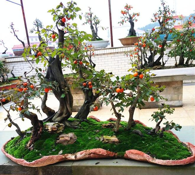 Black-tree planting techniques