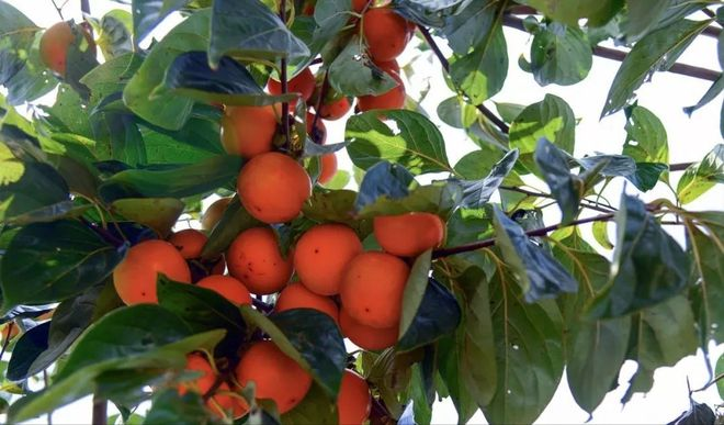 Black-tree planting techniques