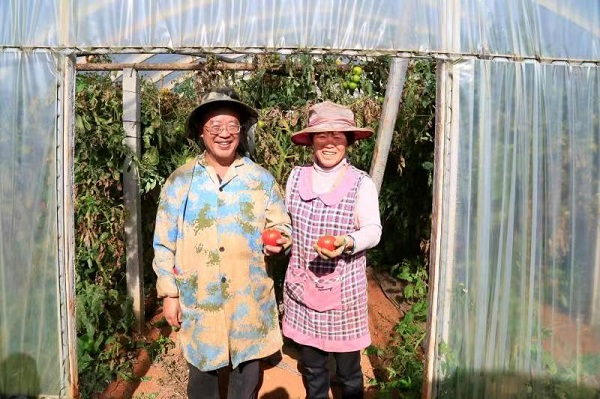 Autumn tomato cultivation technology