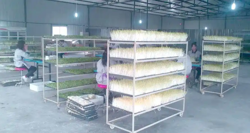 芽苗菜种植方法 技巧