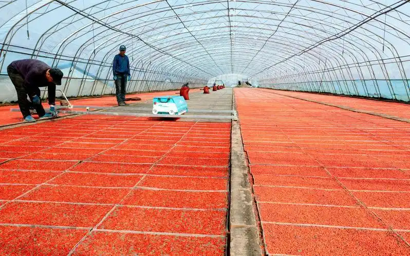 芽苗菜种植方法 技巧