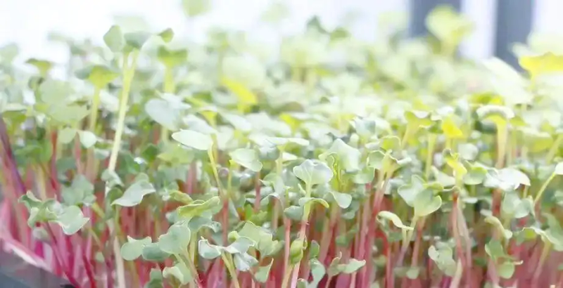 芽苗菜种植方法 技巧