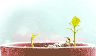 芽苗菜种植方法 技巧