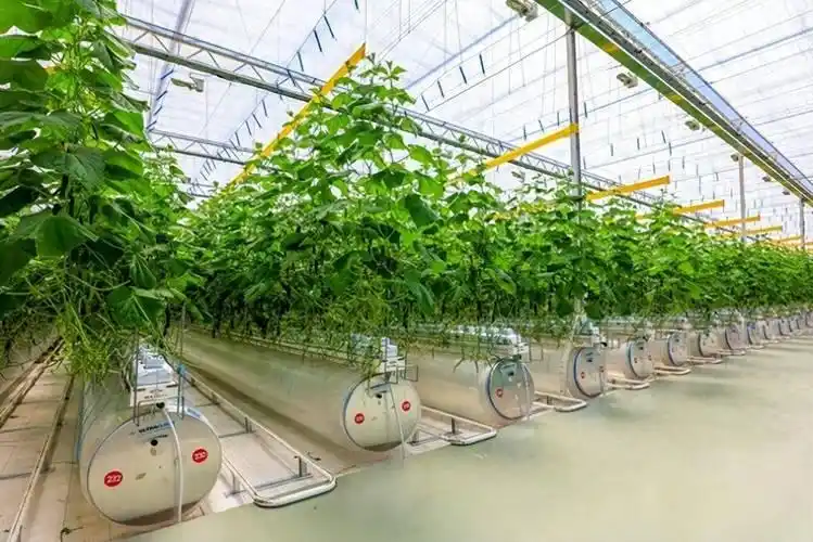 芽苗菜种植方法 技巧