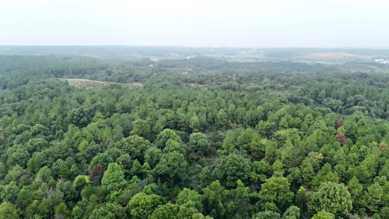 中药材种植技术研究所