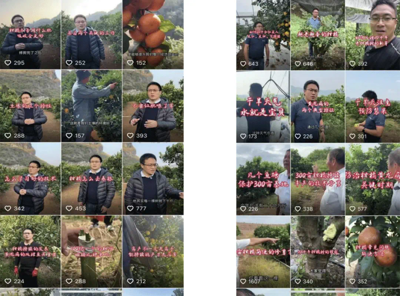 种植技术视频下载