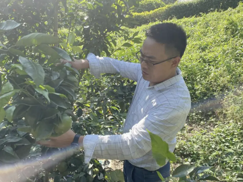 种植技术视频下载