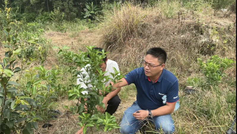 种植技术视频下载