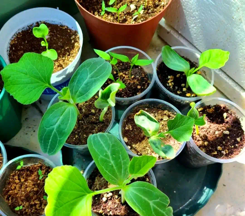 芽苗菜种植方法 技巧