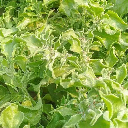 芽苗菜种植方法 技巧