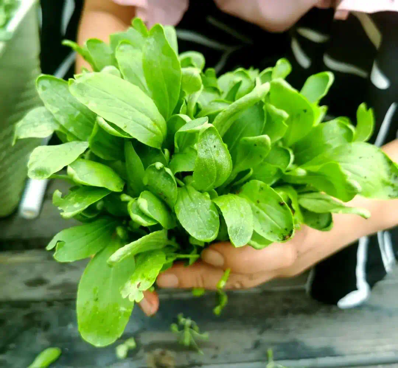 芽苗菜种植方法 技巧