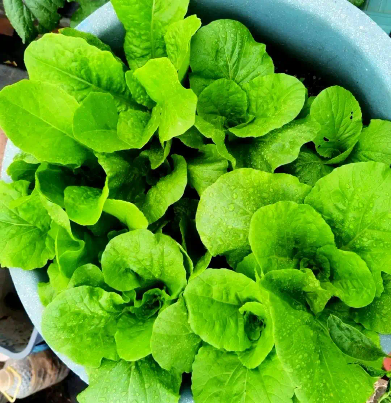 芽苗菜种植方法 技巧