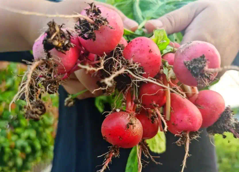 芽苗菜种植方法 技巧