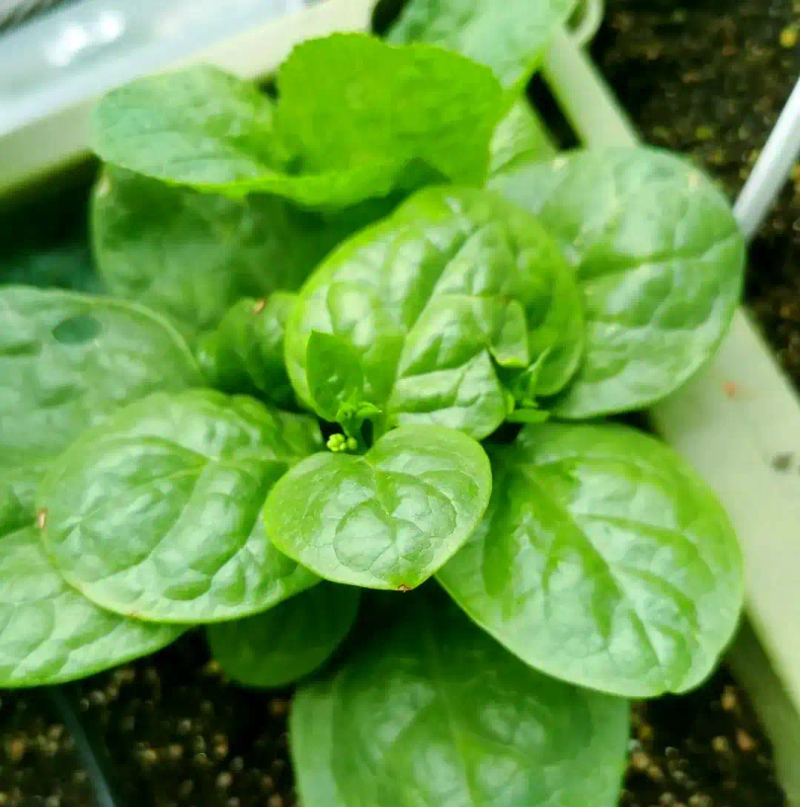 芽苗菜种植方法 技巧