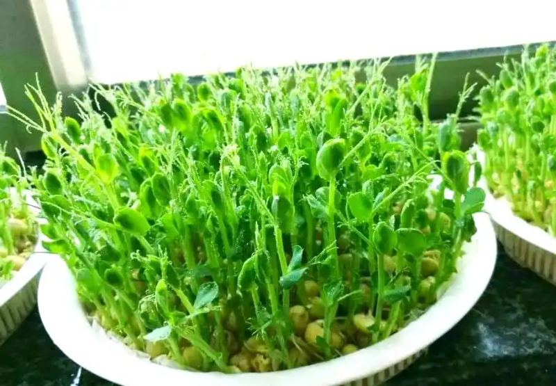 芽苗菜种植方法 技巧
