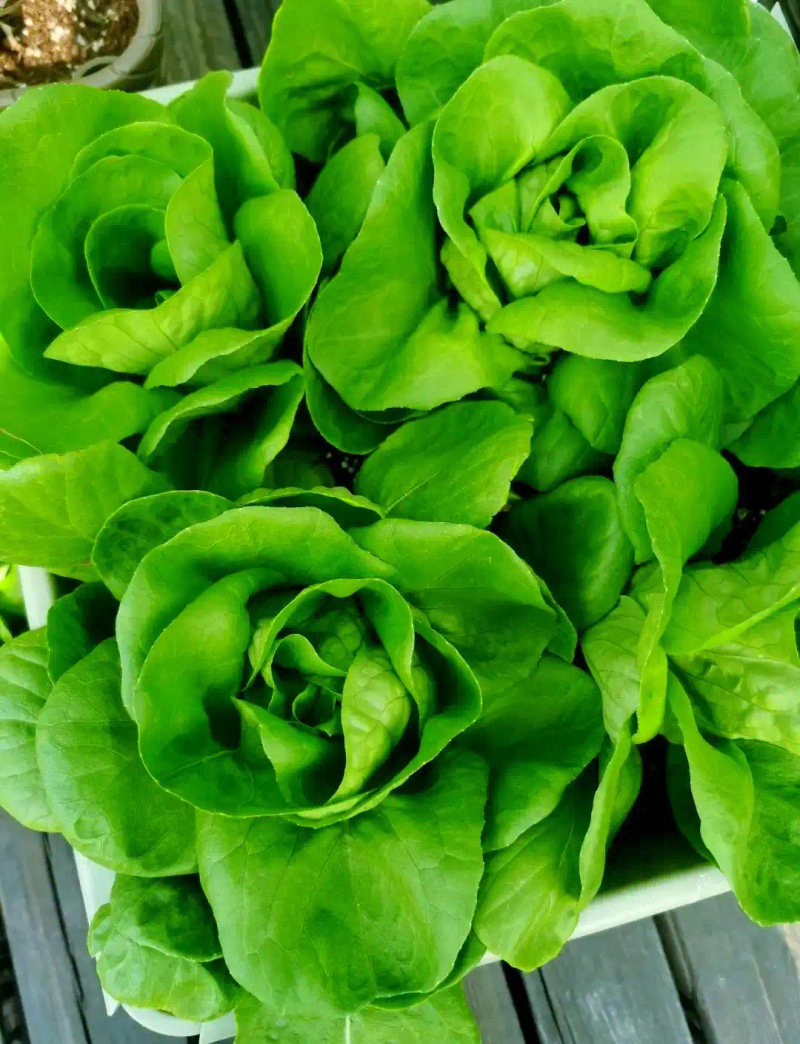 芽苗菜种植方法 技巧