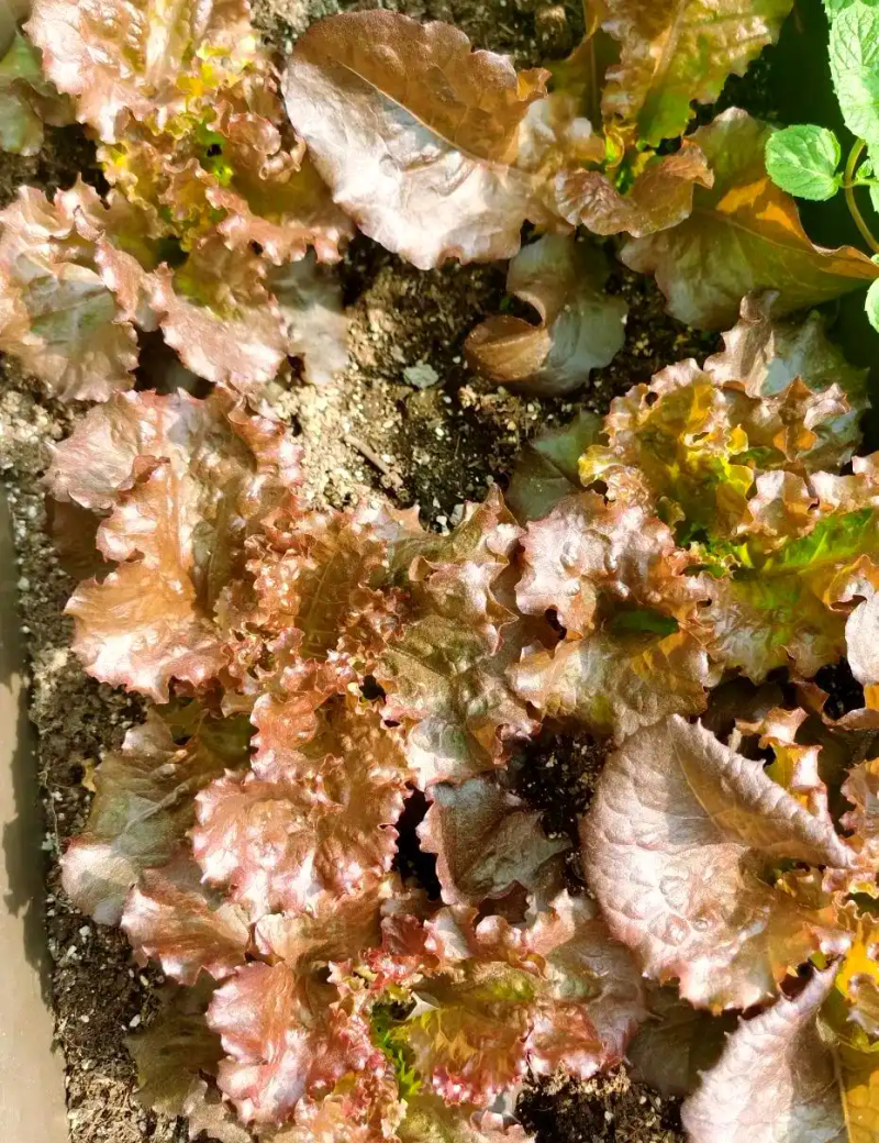 芽苗菜种植方法 技巧