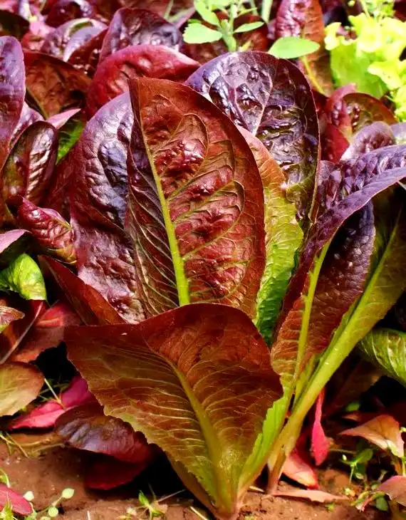 芽苗菜种植方法 技巧