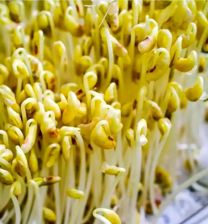 芽苗菜种植方法 技巧