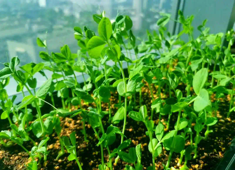 芽苗菜种植方法 技巧