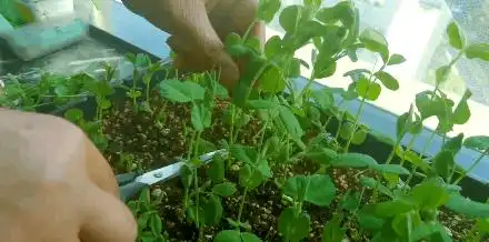 芽苗菜种植方法 技巧