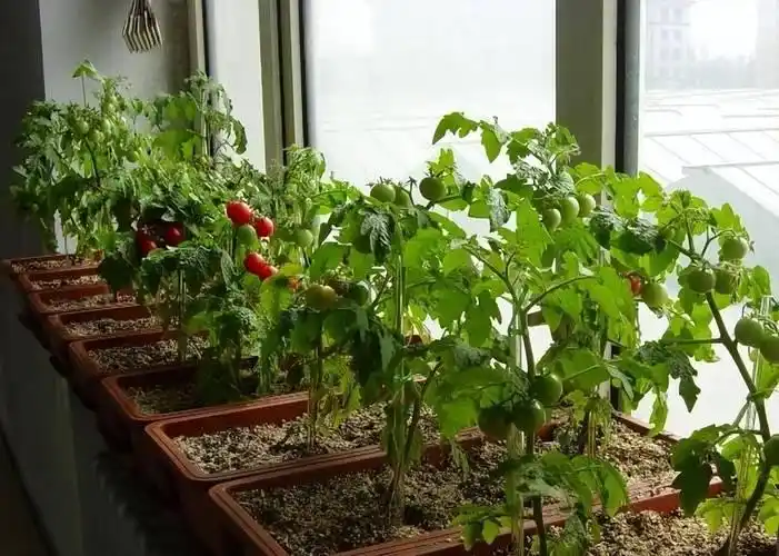 芽苗菜种植方法 技巧