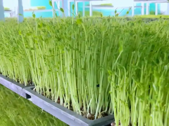 芽苗菜种植方法 技巧