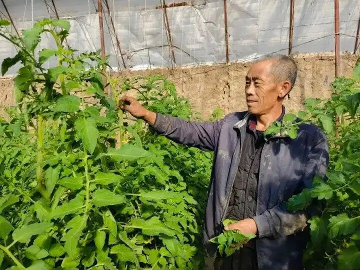 大棚的种植技术