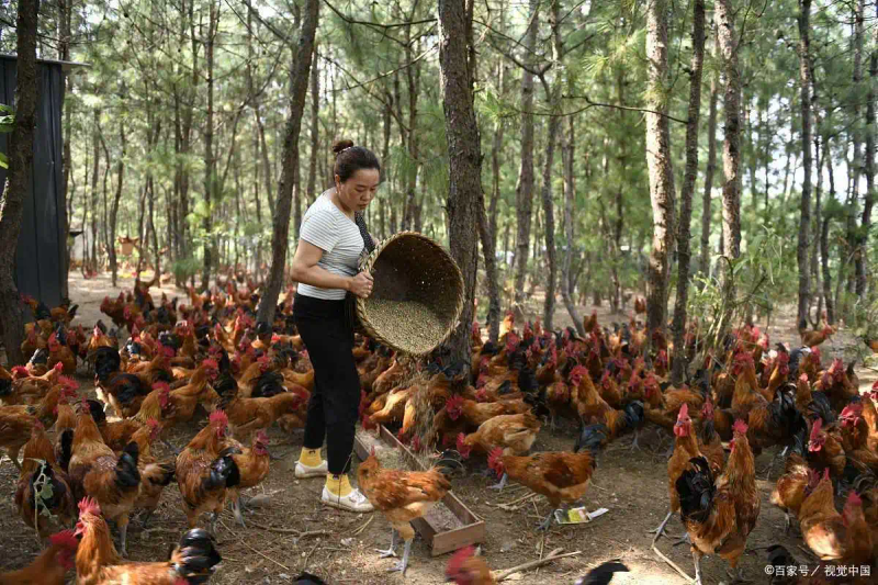 在树林养鸡要多少成本