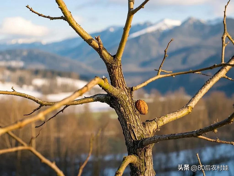 核桃树的种植技术