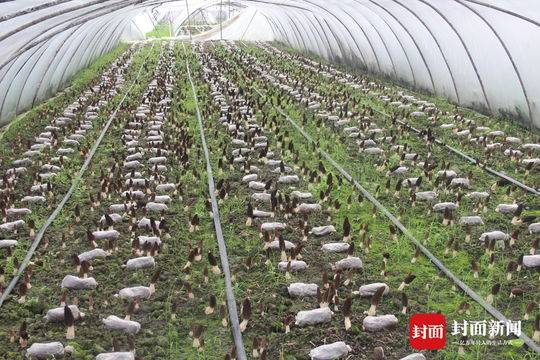 致富经食用菌种植技术