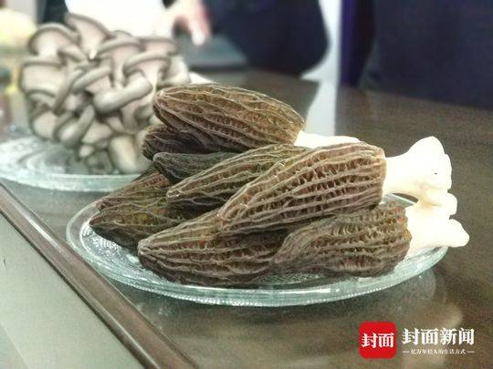 致富经食用菌种植技术