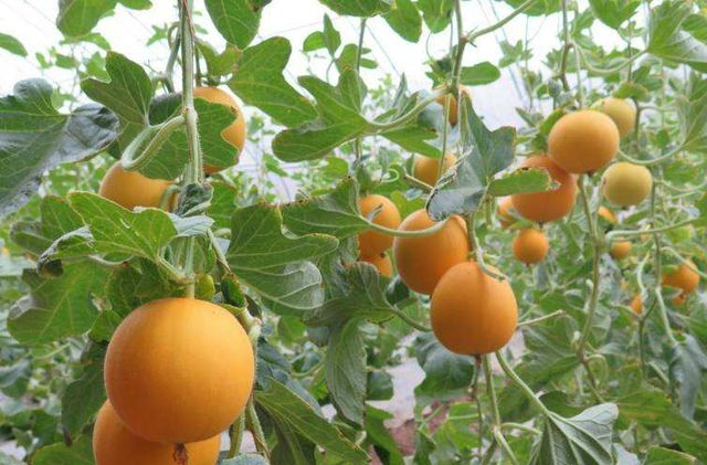 香瓜种子的种植方法