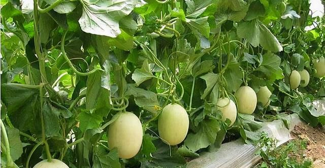 香瓜种子的种植方法